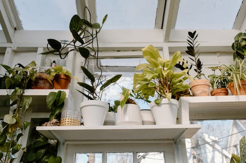 Free Indoor Plants Beside a Window Stock Photo