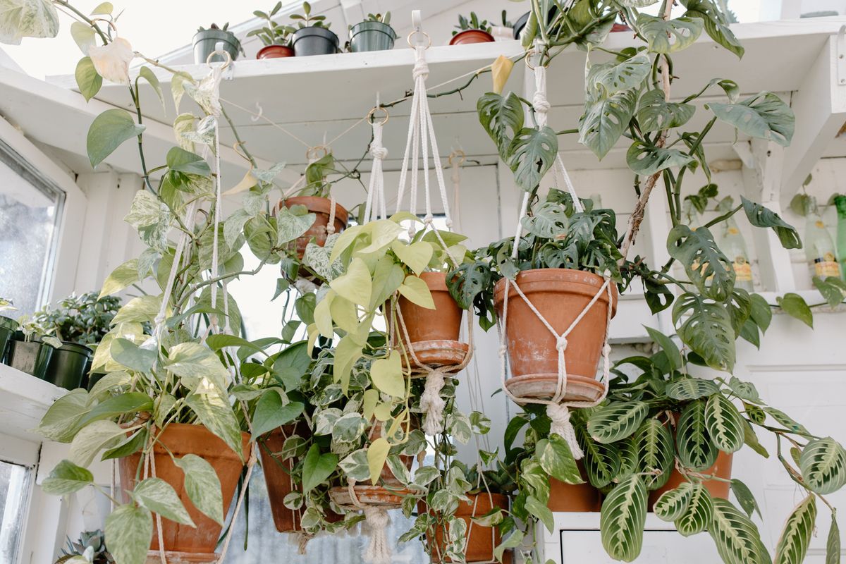 Beautiful array of hanging indoor plants in a sunlit room featuring lush green foliage.