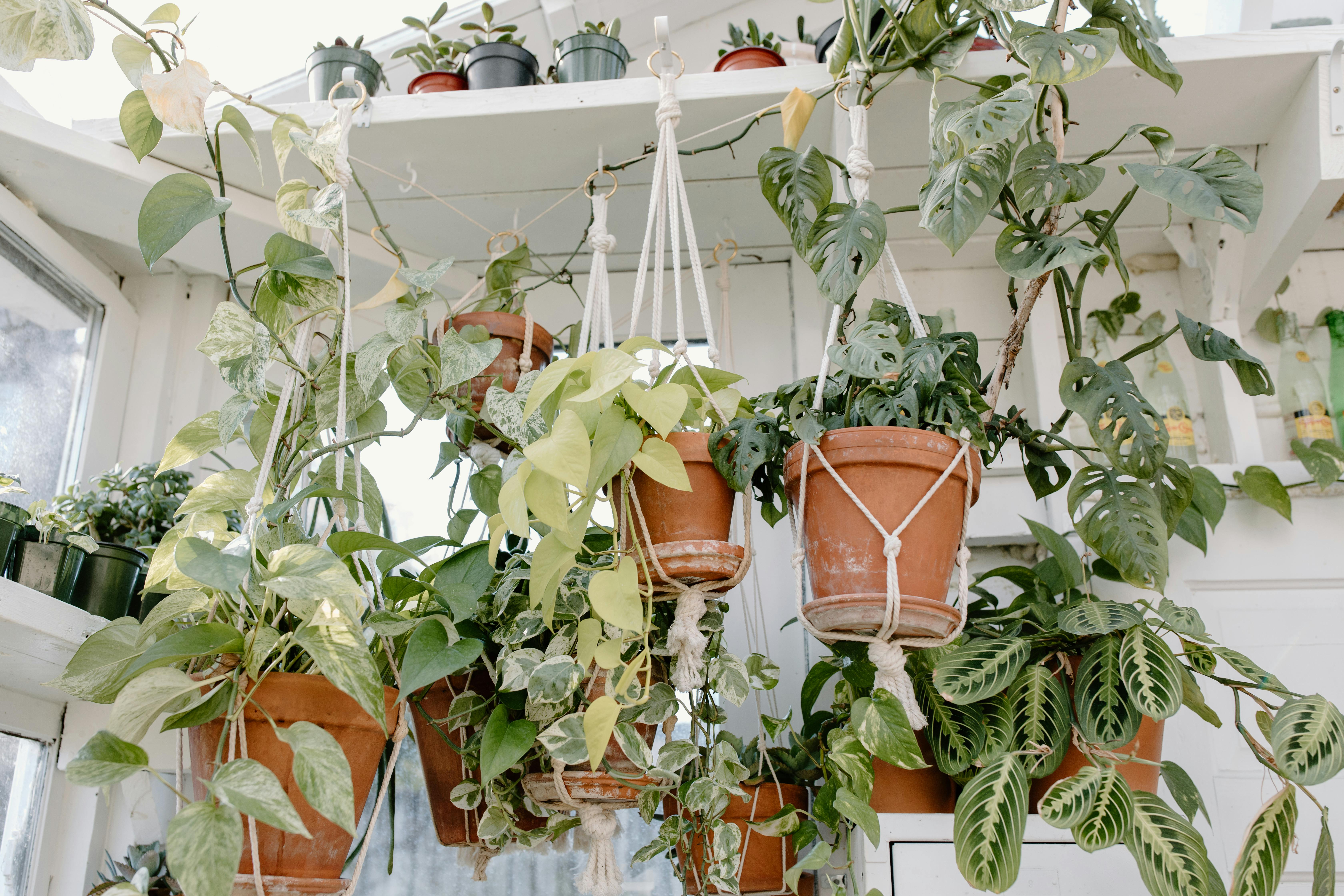 hanging baskets, low light hanging houseplants, hanging plant