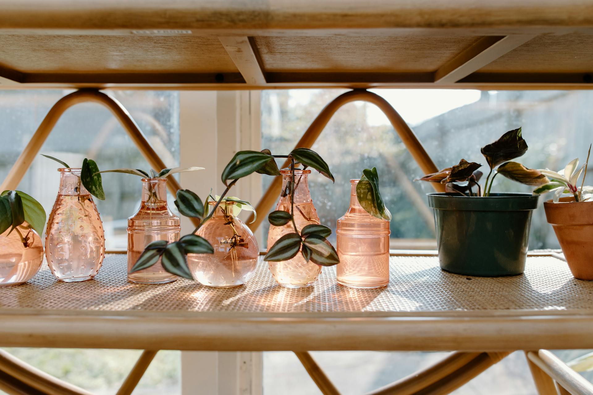 Plants Inside Glass Bottles