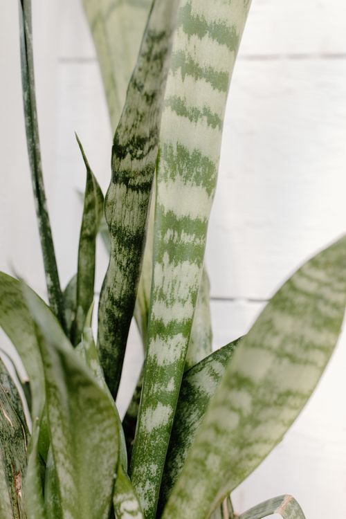 Free A detailed view of a dracaena trifasciata, showcasing its green variegated leaves indoors. Stock Photo