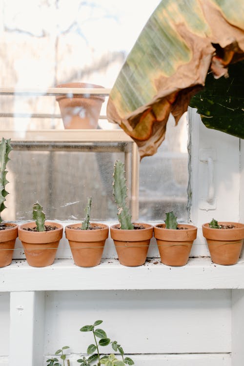 Green Potted Cactus Plants Beside a Window