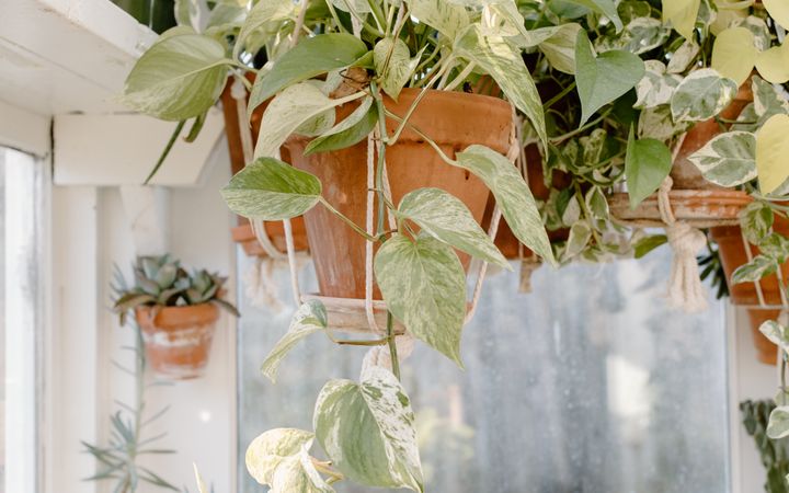 Bright and airy indoor space filled with lush, hanging pothos plants in terracotta pots.