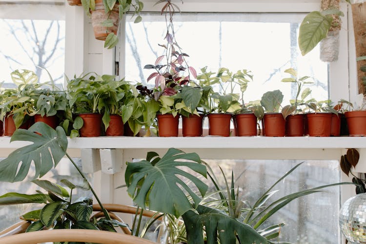 A Collection Of Indoor Plants On A White Shelf