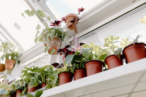 Low Angle Shot of Plants on Brown Pots 