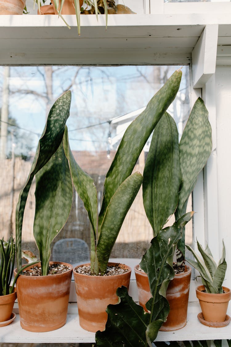 Green Snake Plants In Brown Clay Pots