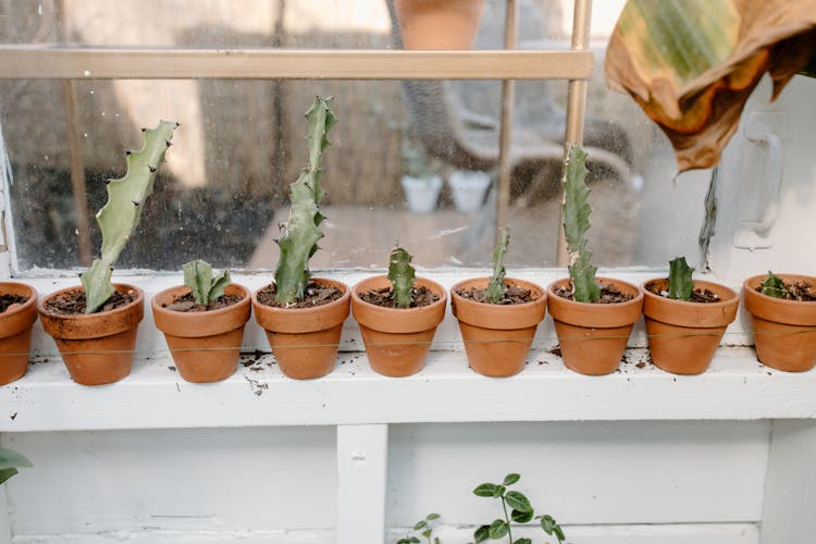 Green Cacti In Brown Clay Pots