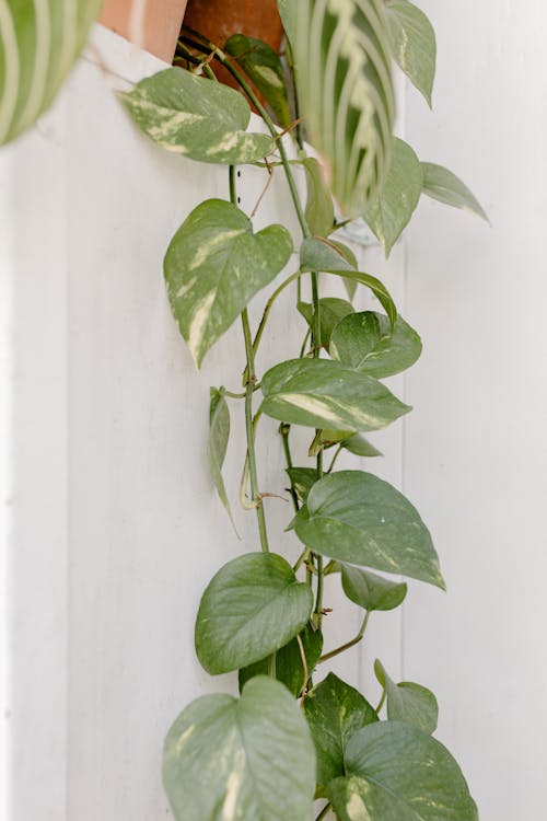 Green and White Leaves of Pothos on White Wall
