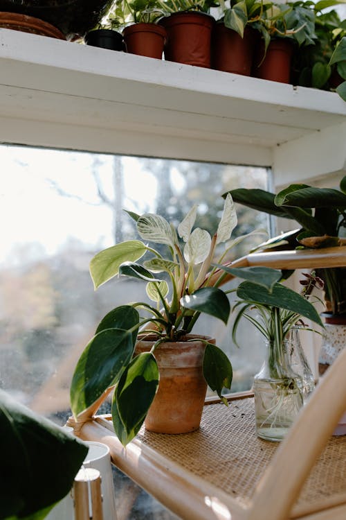 A Potted Philodendron Birkins Beside a Glass Window