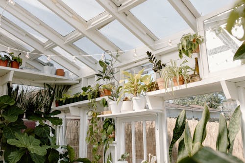 Green potted plants in greenhouse