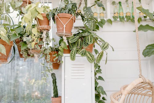 Hanging Ornamental Plants Beside a Window