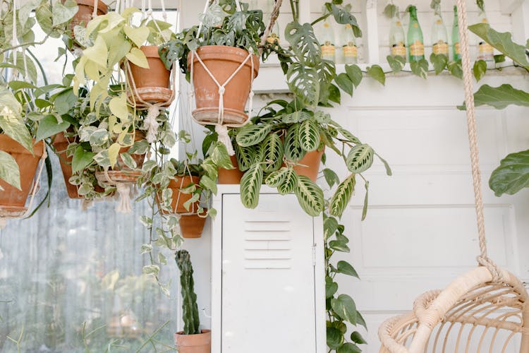 Hanging Ornamental Plants Beside A Window