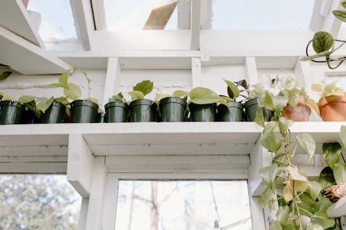 Free Low-Angle Shot of Potted Plants Stock Photo