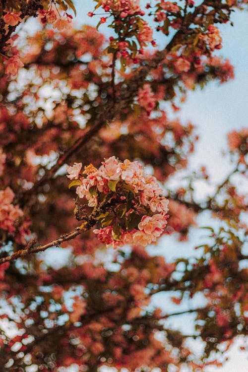Blooming Prunus tree branch under blue sky · Free Stock Photo