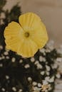 High angle of blossoming yellow flower with tender petals and pleasant aroma on blurred background