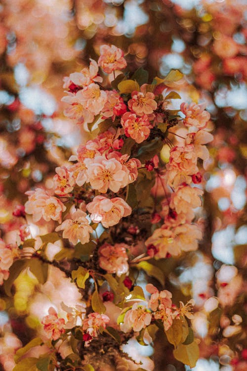 Free From below of delicate small pink flowers growing on tree against blurred light blue sky Stock Photo
