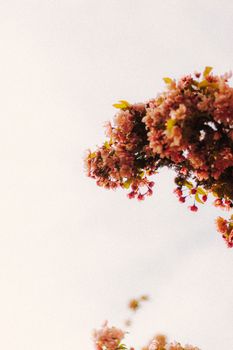 dusty pink cherry blossom