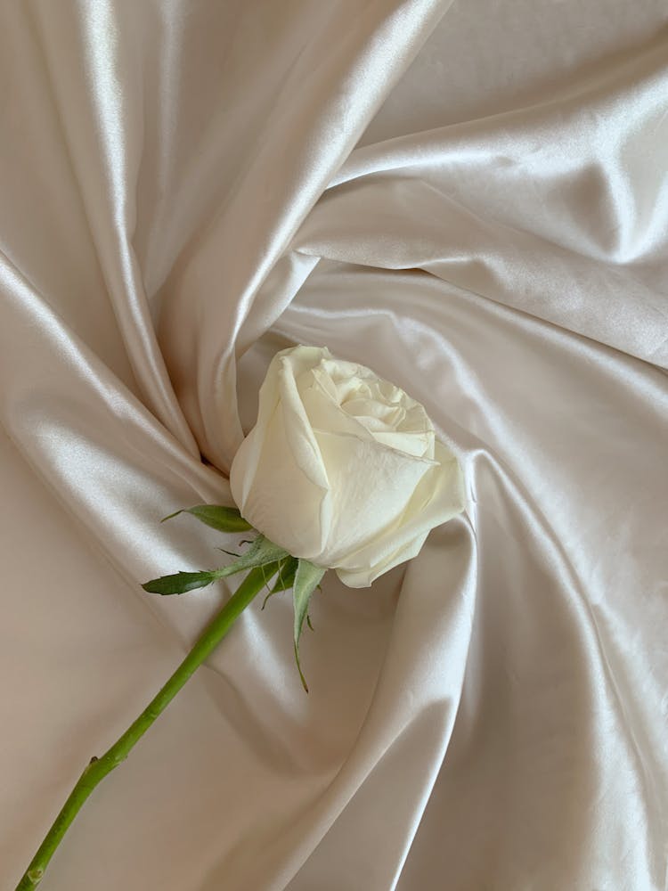 White Rose On White Textile