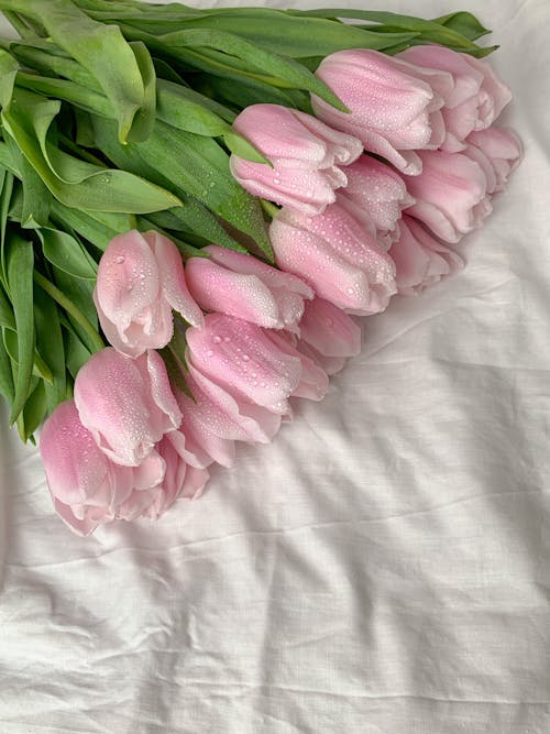 Pink Roses on White Textile