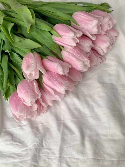 A bouquet of dewy pink tulips laid on white fabric, capturing freshness and elegance.