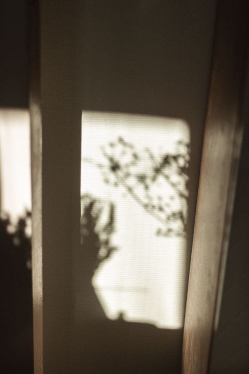 Free Shadow of dry umbrella inflorescence of dill in sunlight on sunny day in room Stock Photo
