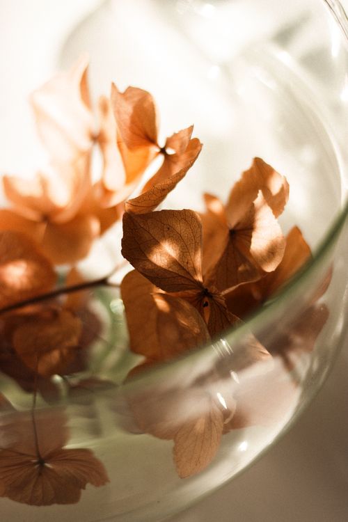 Free Closeup of fragile dried petals and flowers of hydrangea on transparent round vase at sunlight Stock Photo