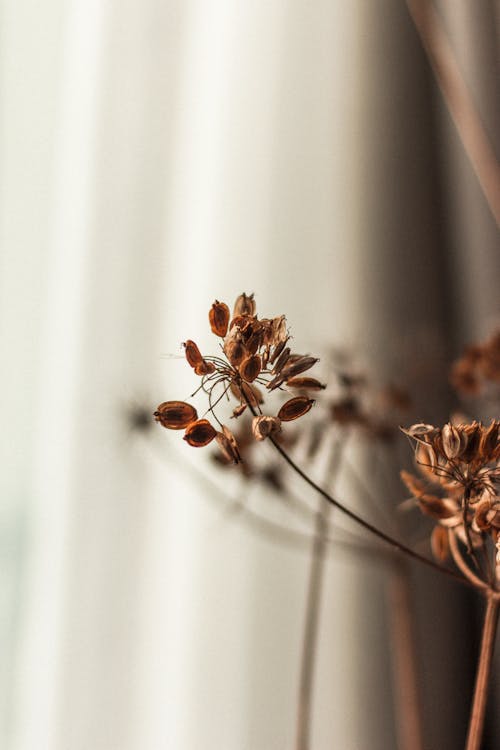 Closeup thin fragile branch of brown dry inflorescence of flower near white silk curtain
