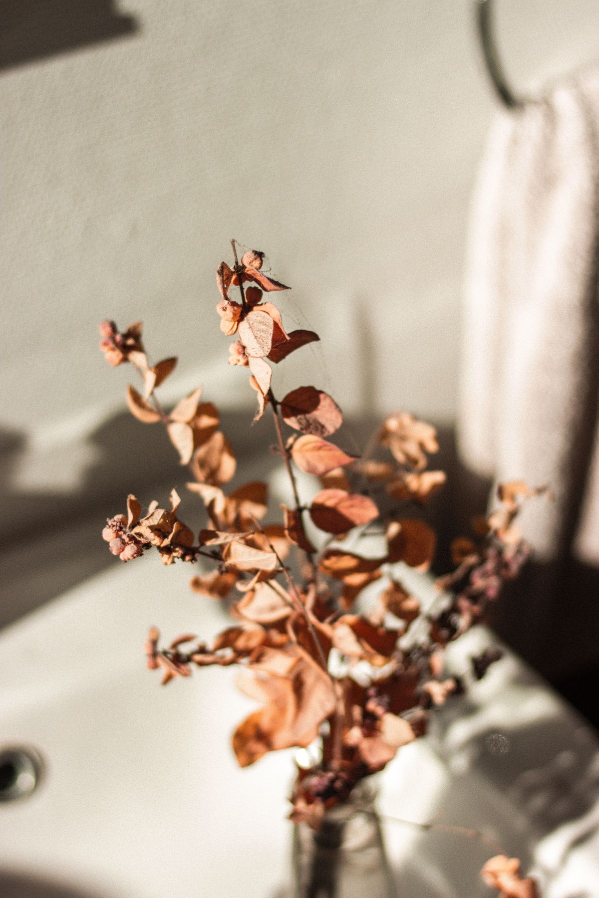 Composition of withered twigs with dry petals and leaves of flower in glass bottle on white ceramic sink in bathroom Stock Photo.