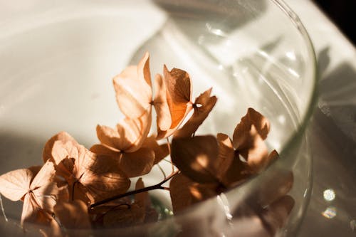 Free Closeup of delicate petals of dried flowers placed on glass jar in sunlight Stock Photo