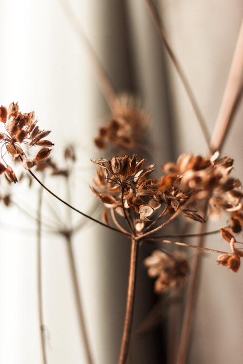 Dry inflorescence of dill on beige background