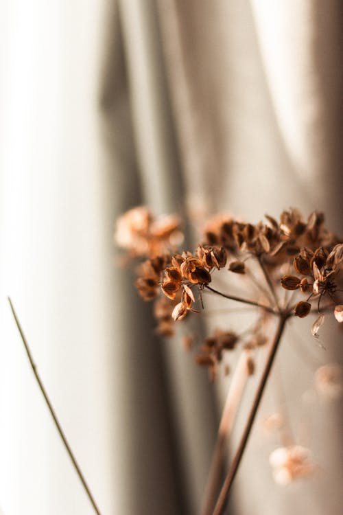 Closeup of dry inflorescence of dill of rusty color on background of light beige curtain