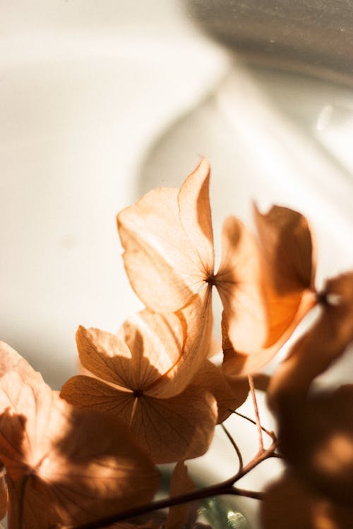 Closeup orange dry cosmos flower on thin stem on white textured background at daylight