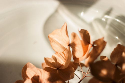 Closeup of branch with dried petals of hydrangea flowers placed on white shine ceramic surface