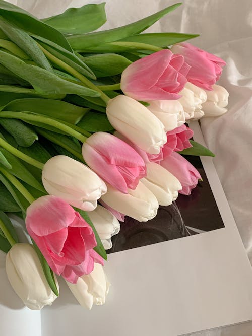 Close-Up Shot of White and Pink Tulips