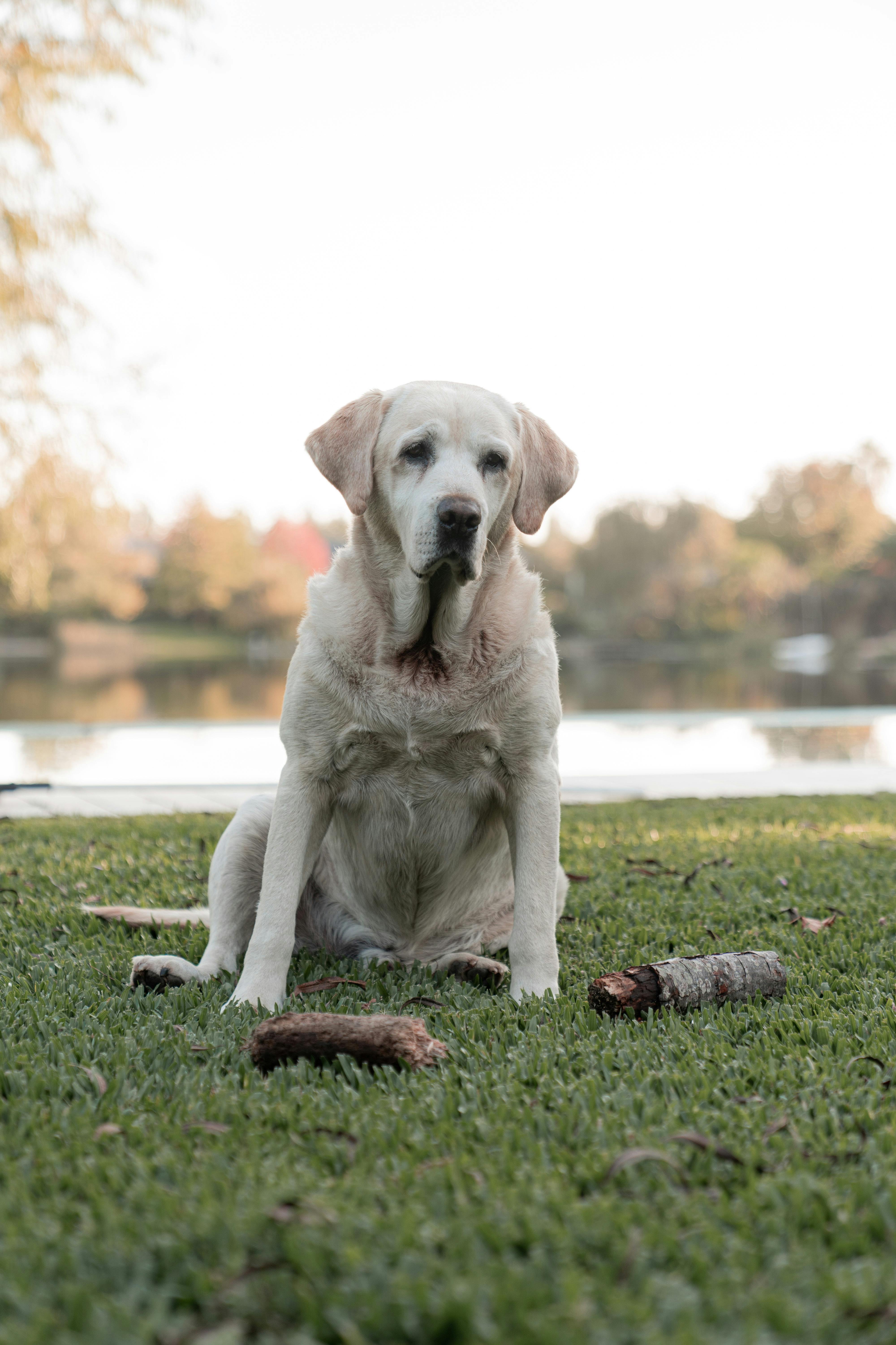 Dog Outdoor Photos, Download The BEST Free Dog Outdoor Stock Photos ...