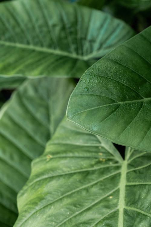 A close up of green leaves with water droplets · Free Stock Photo