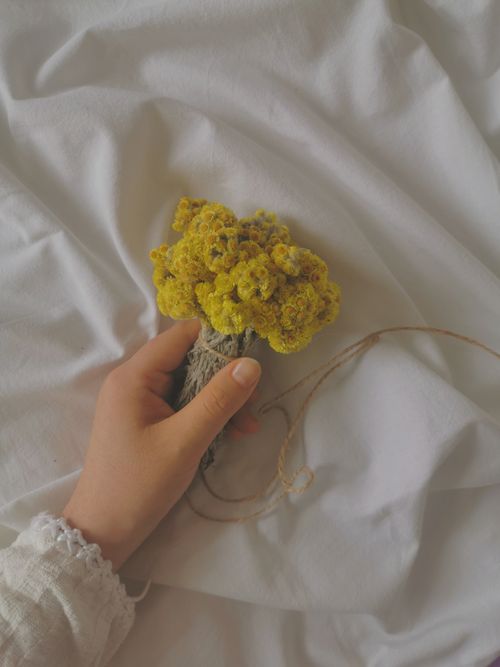 Free A soft and elegant image of a hand holding yellow helichrysum flowers on white fabric, capturing a serene moment. Stock Photo