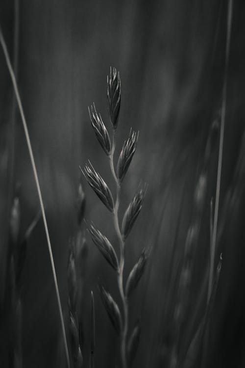 Free Grayscale Photo of Wheat Plant Stock Photo