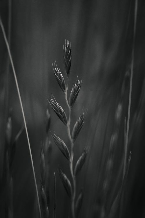 Free A grayscale macro shot highlighting the intricate details of wheat spikelets in moody light. Stock Photo