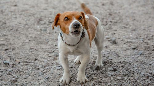Free A brown and white beagle standing on a gravel path looking upward with curiosity. Stock Photo