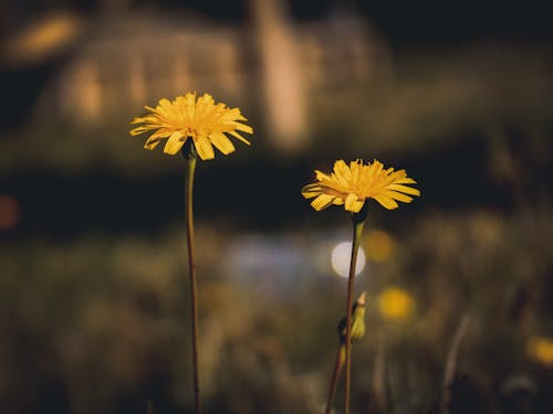 Yellow Flowers in Close Up Photography