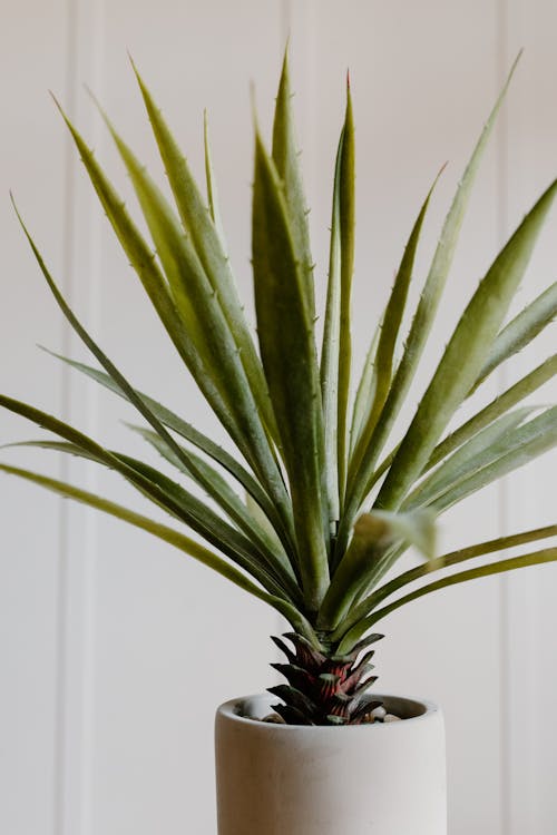 Green Plant in White Pot