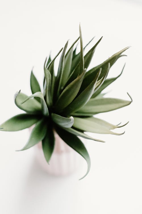 Kostenloses Stock Foto zu agave, aloe, dekor