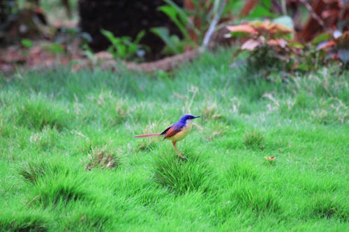 Fotos de stock gratuitas de aves, pájaro