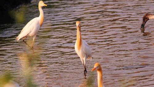 Fotos de stock gratuitas de aves, aves acuáticas