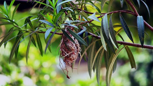 Fotos de stock gratuitas de casa para aves, nido de Pájaro, pájaro