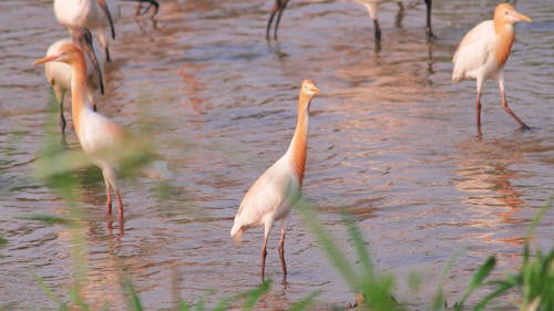 Fotos de stock gratuitas de aves, aves acuáticas