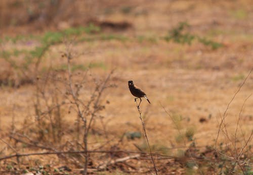 Fotos de stock gratuitas de aves