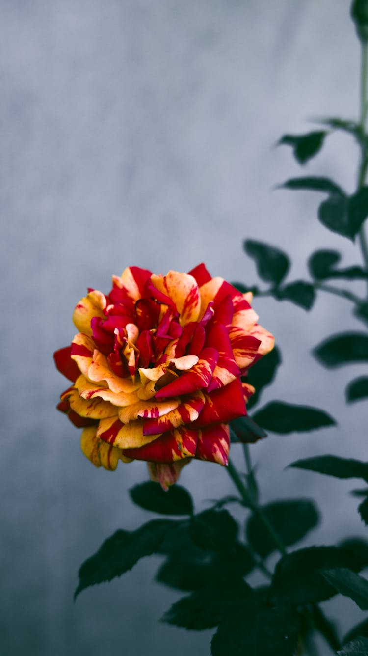 A Red And Yellow Flower In Full Bloom