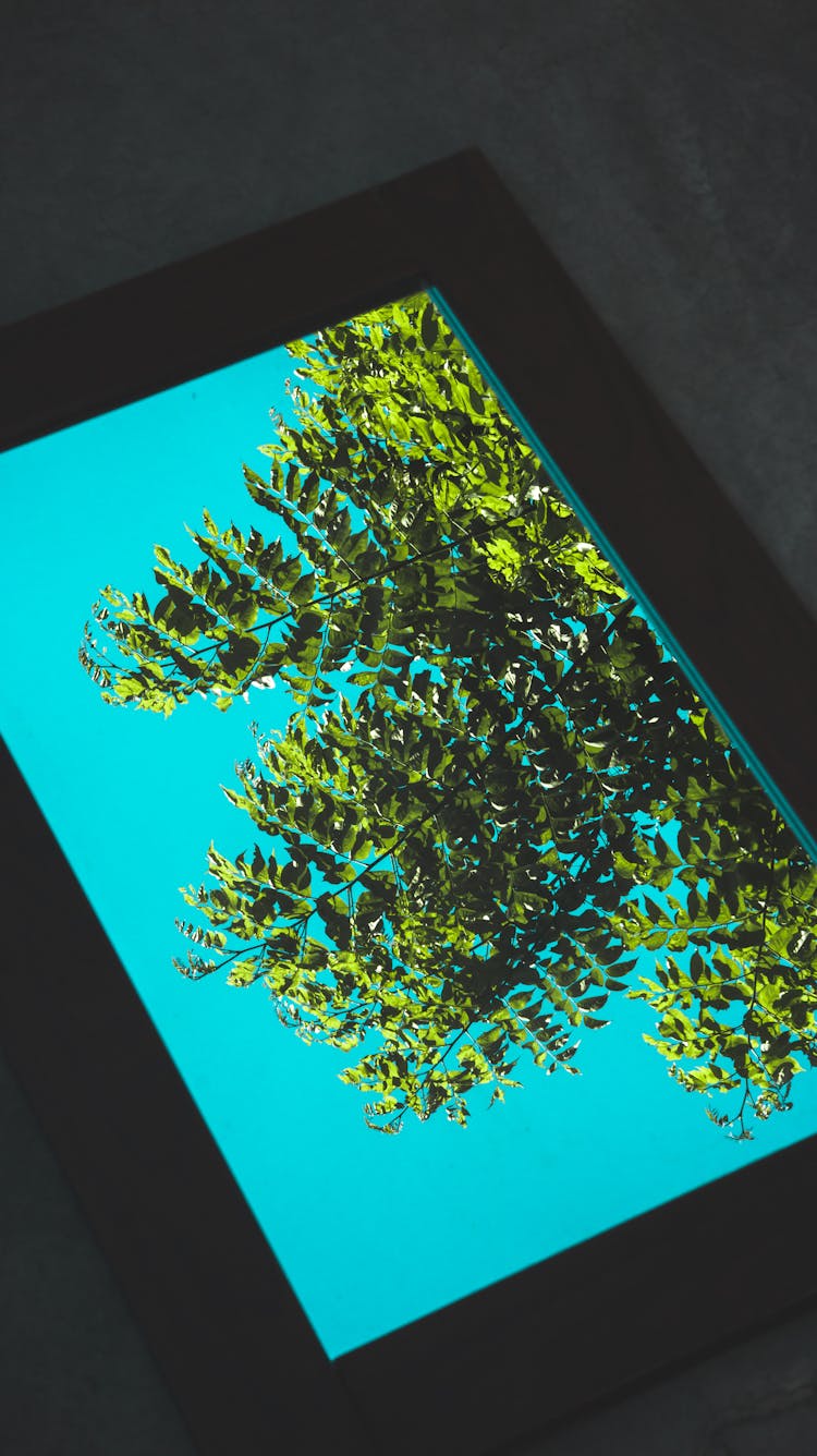 Tablet Screen Displaying Photo Of Tree Against Blue Sky